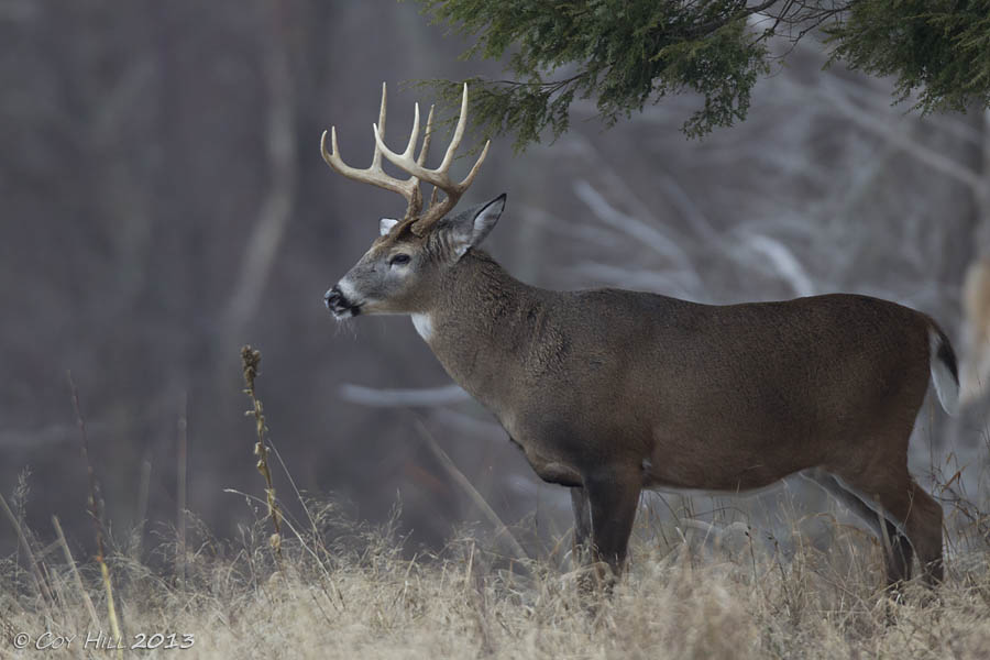 Mature deer photos Fuck my daughter gay lesbian